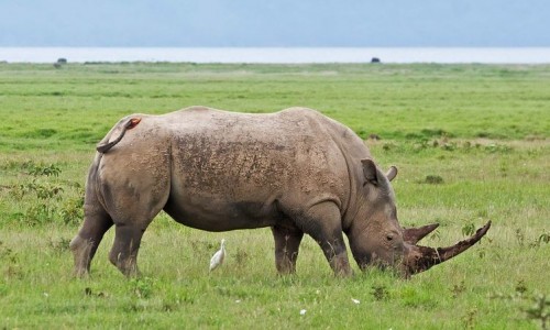 Носороги возле озера Накуру