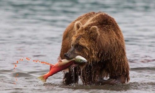 Медведь на Курильском озере