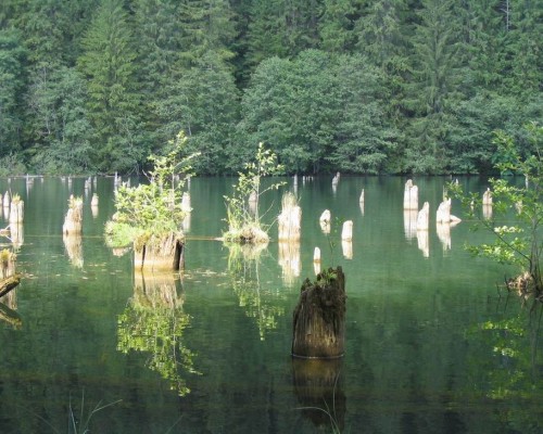 Стволы старых елей на озере Лаку-Рошу 